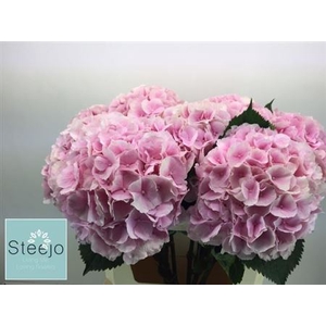 Hydr M Ch Verena Rose 80 Cm