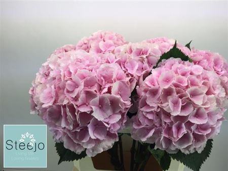 <h4>Hydr M Ch Verena Rose 80 Cm</h4>