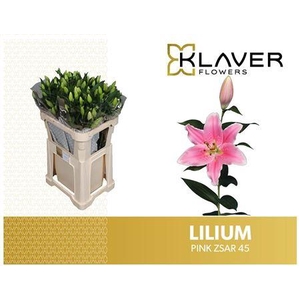 Li Or Pink Zsar