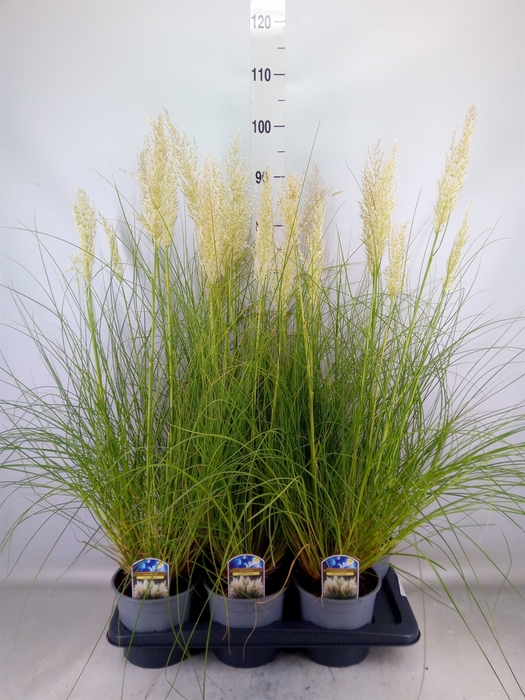 <h4>Cortaderia sell. 'Tiny Pampa'</h4>