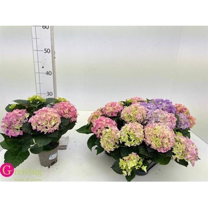 .Hydrangea macrophylla early rosa