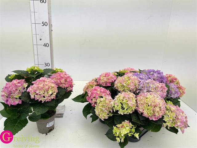 <h4>.Hydrangea macrophylla early rosa</h4>