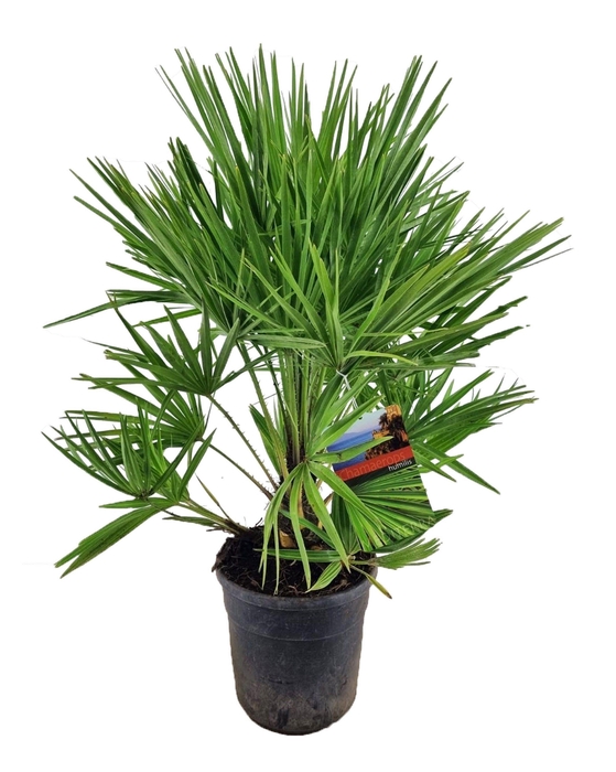 <h4>Chamaerops humilis</h4>