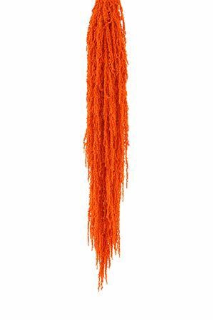 <h4>Preserved amaranthus paint orange</h4>