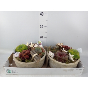 Arr.  Sempervivum L%