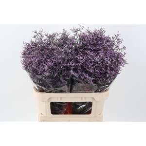 Lim Saf Lilac