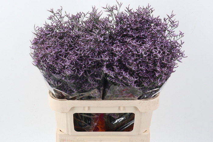 <h4>Lim Saf Lilac</h4>