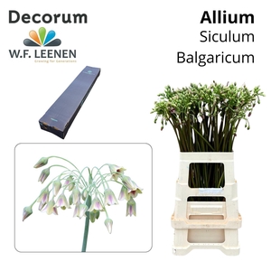 Siculum Bulgaricum M Box