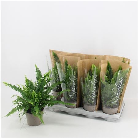 <h4>Nephrolepis Green Lady</h4>