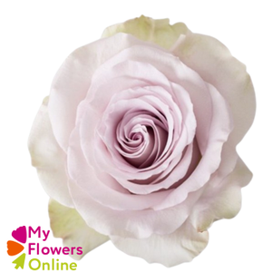 R Gr Andrea Bicolor Lavander 50cm EC