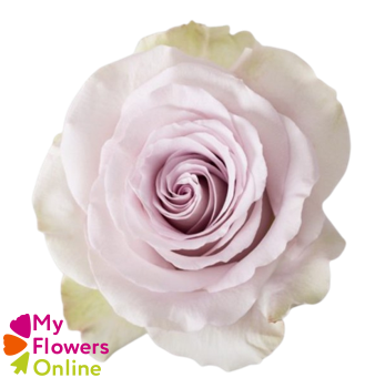 <h4>R Gr Andrea Bicolor Lavander 60cm EC</h4>