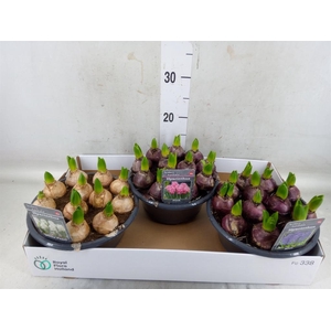 Hyacinthus orie.   ...mix 3