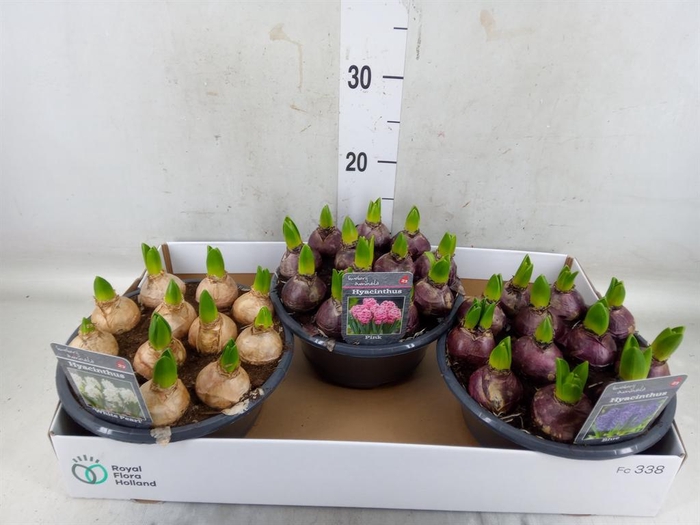 <h4>Hyacinthus orie.   ...mix 3</h4>