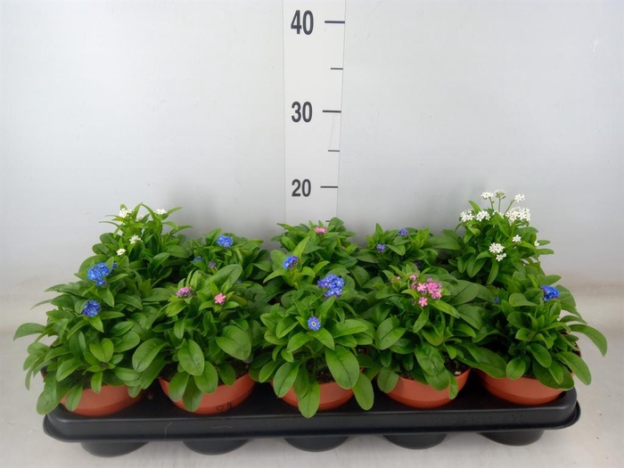 <h4>Myosotis   ...mix</h4>