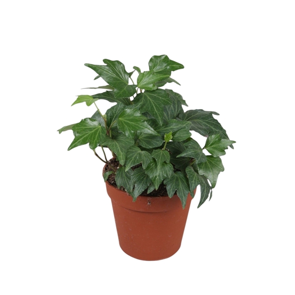 <h4>Hedera helix Green Ripple</h4>