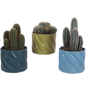 Cactus mix Ø12cm in Ø14cm Ceramic FB674