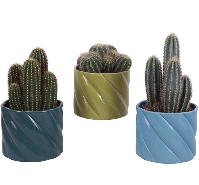 <h4>Cactus mix Ø12cm in Ø14cm Ceramic FB674</h4>