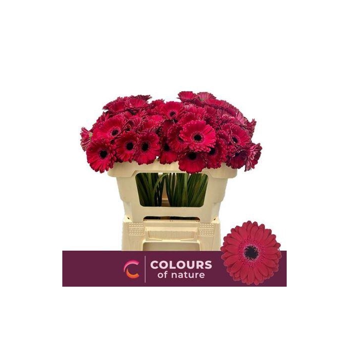 <h4>Ge Mi Diana</h4>