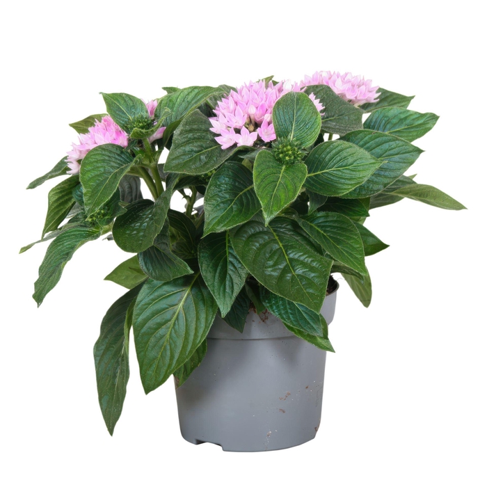 <h4>Pentas Starcluster Lavender</h4>