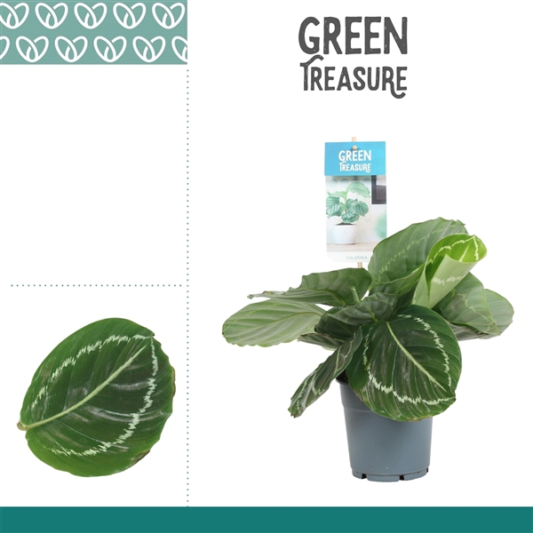 <h4>Calathea Grimson Green</h4>