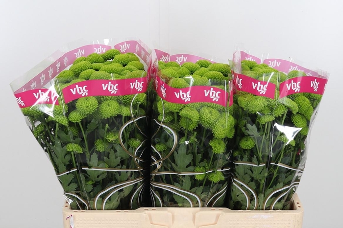 <h4>Chr S Aaa Peptalk</h4>