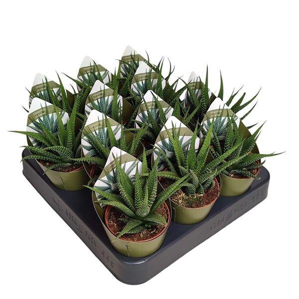 <h4>HAWO UNIVERSE</h4>