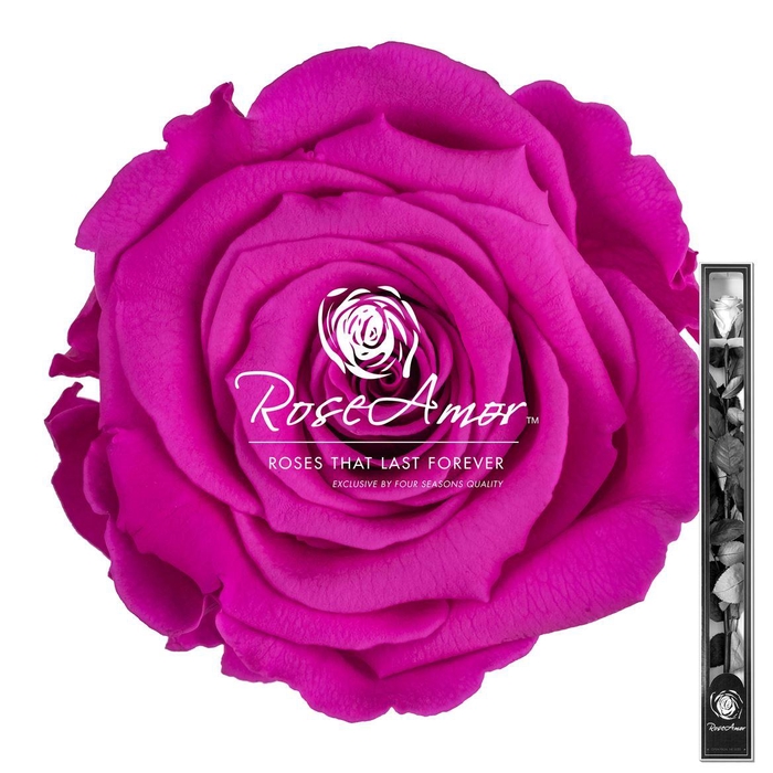 <h4>60cm Stem Pin07</h4>