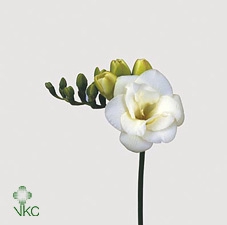 Freesia do versailles