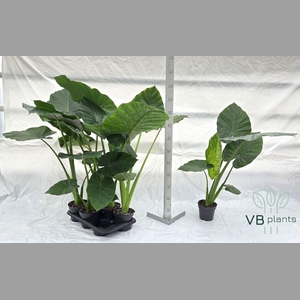 ALOC MACRORRHIZOS