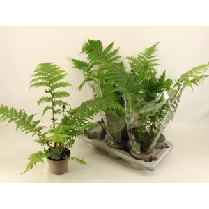 CYATHEA AUSTRALIS