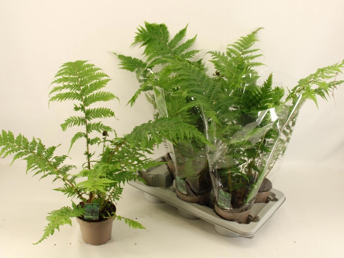 <h4>CYATHEA AUSTRALIS</h4>