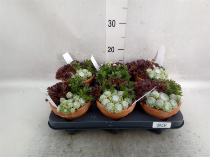 <h4>Sempervivum   ...mix</h4>