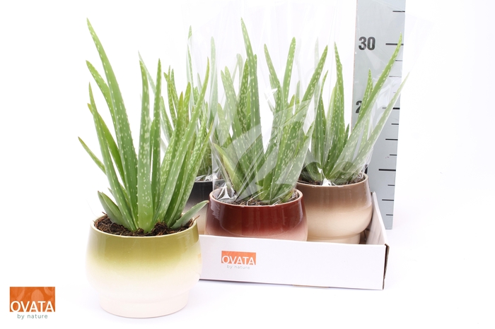 <h4>ALOE VERA</h4>