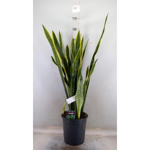 Sansevieria trifa. 'Laurentii'