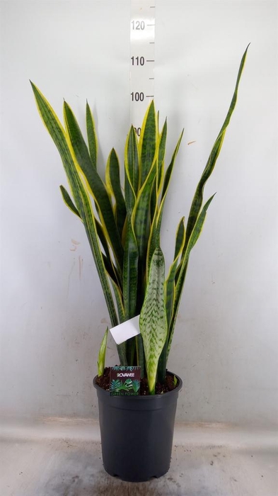 <h4>Sansevieria trifa. 'Laurentii'</h4>
