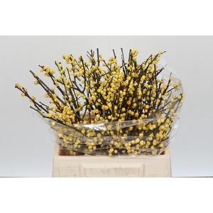 Ilex Citronella