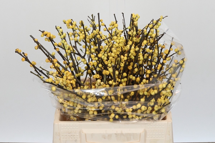 <h4>Ilex Citronella</h4>