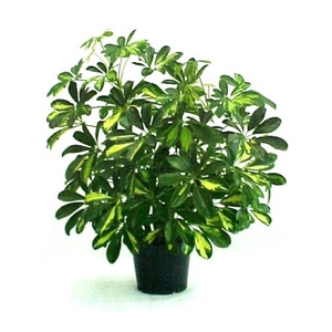 SCHEFFLERA GOLD CAPELLA P24