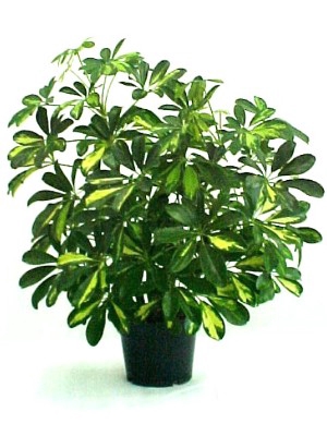 <h4>SCHEFFLERA GOLD CAPELLA P24</h4>