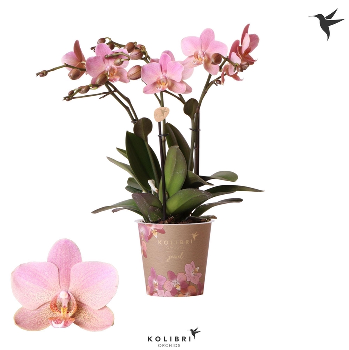 <h4>Kolibri Orchids Phalaenopsis Jewel Treviso 3 spike</h4>