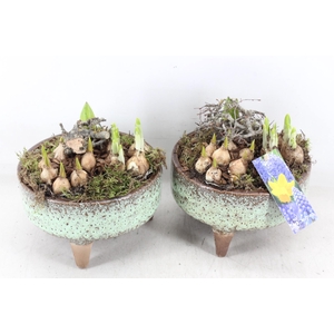 arr4 Bollenmix MB - Ker. schaal pootjes x5