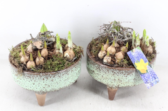 <h4>arr4 Bollenmix MB - Ker. schaal pootjes x5</h4>