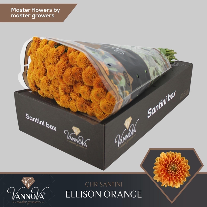 <h4>Chrysanthemum SA 'Ellison Orange'</h4>