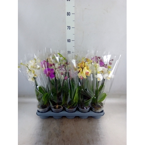 Phalaenopsis   ...mix