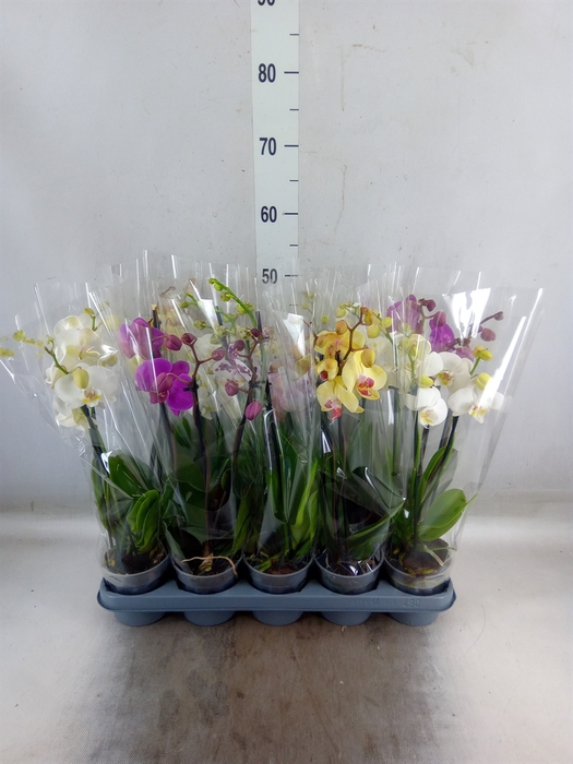 <h4>Phalaenopsis   ...mix</h4>