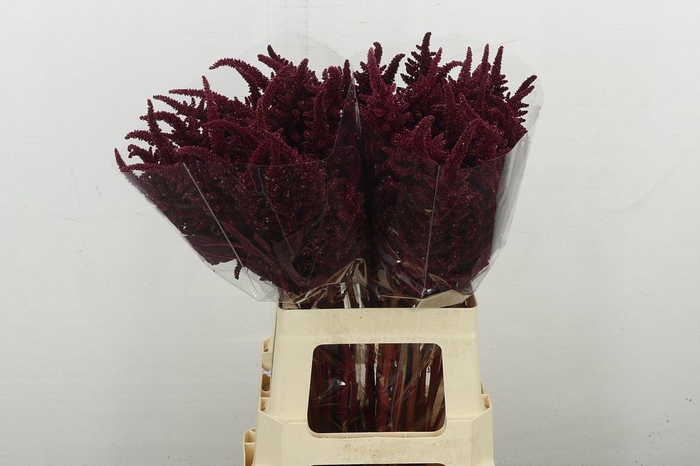 <h4>Amar Cr Velvet</h4>