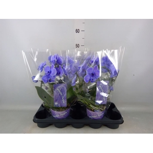 Phalaenopsis   ...