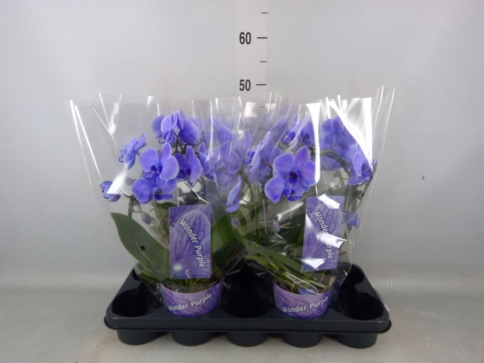 <h4>Phalaenopsis   ...</h4>