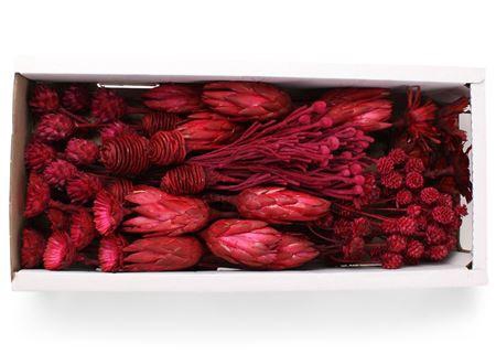 <h4>Exotic Assorti Azalea ( 70 St )</h4>