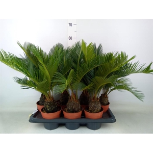 Cycas revoluta